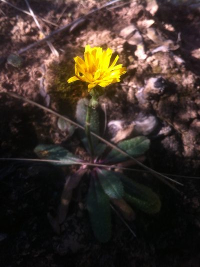 Helminthotheca aculeata, photographed by Dyhia YOUSFI