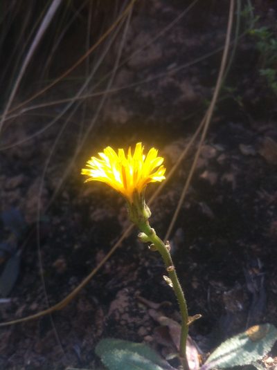 Helminthotheca aculeata, photographed by Dyhia YOUSFI