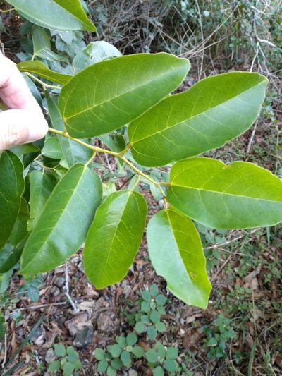 Apocissus oblonga, photographed by Tony van Kampen