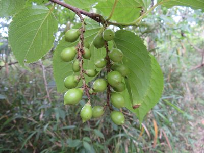 Stachyurus praecox, photographed by Marco Mussita