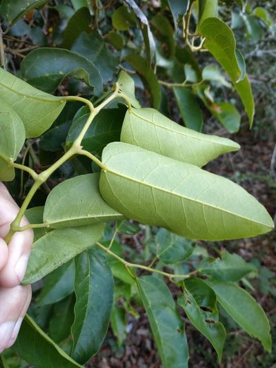 Apocissus oblonga, photographed by Tony van Kampen