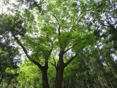 Zelkova serrata, photographed by Marco Mussita