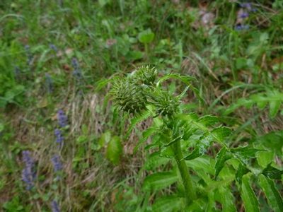 Cirsium erisithales, photographed by Gabriel Mayrhofer