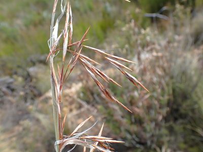 Thamnochortus rigidus, photographed by Di Turner