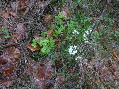 Cardamine trifolia, photographed by Gabriel Mayrhofer