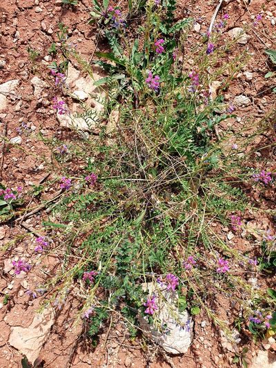 Oxytropis floribunda, photographed by Анна Митрошенкова