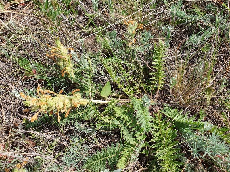 Pedicularis physocalyx, photographed by Анна Митрошенкова