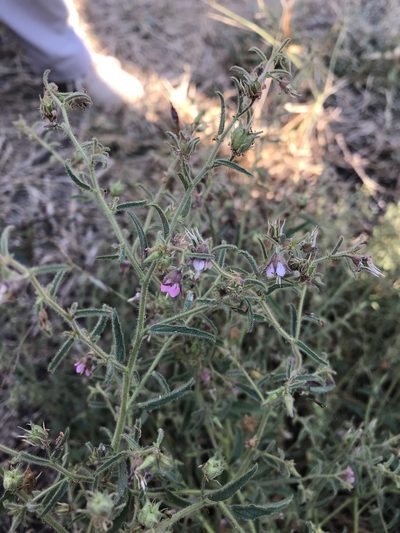 Hermannia glanduligera, photographed by rosshawkins