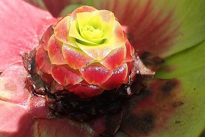 Leucadendron pubibracteolatum, photographed by Di Turner