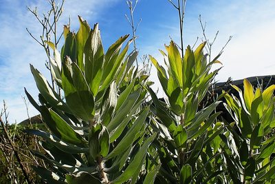 Leucospermum formosum, photographed by Di Turner