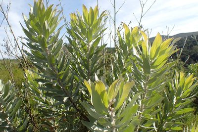 Leucospermum formosum, photographed by Di Turner