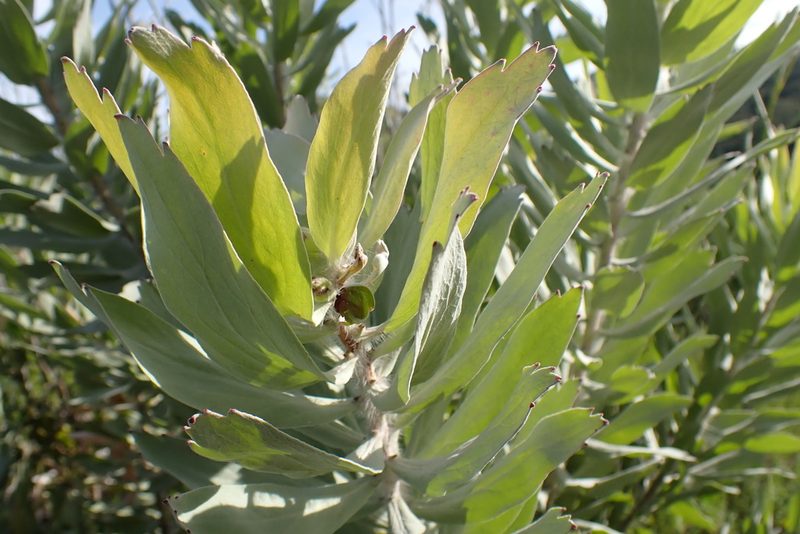 Leucospermum formosum, photographed by Di Turner