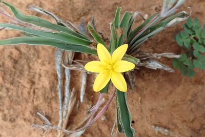 Hypoxis stellipilis, photographed by Peter Warren