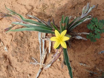Hypoxis stellipilis, photographed by Peter Warren