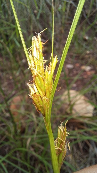 Carex basutorum, photographed by kevin koen