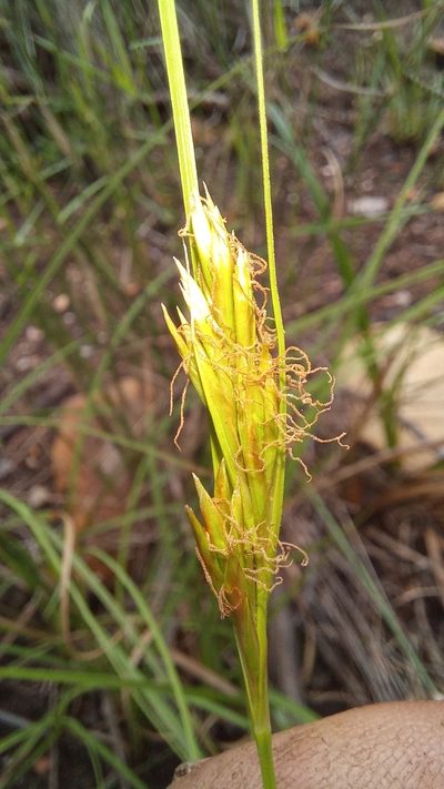 Carex basutorum, photographed by kevin koen