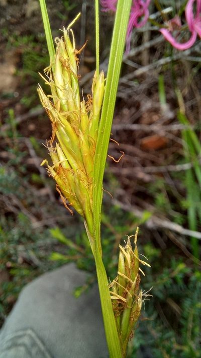 Carex basutorum, photographed by kevin koen