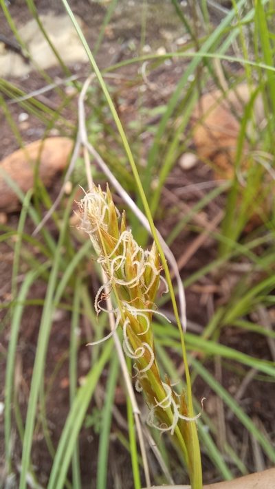 Carex basutorum, photographed by kevin koen