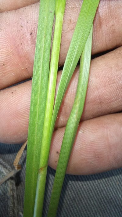 Carex basutorum, photographed by kevin koen