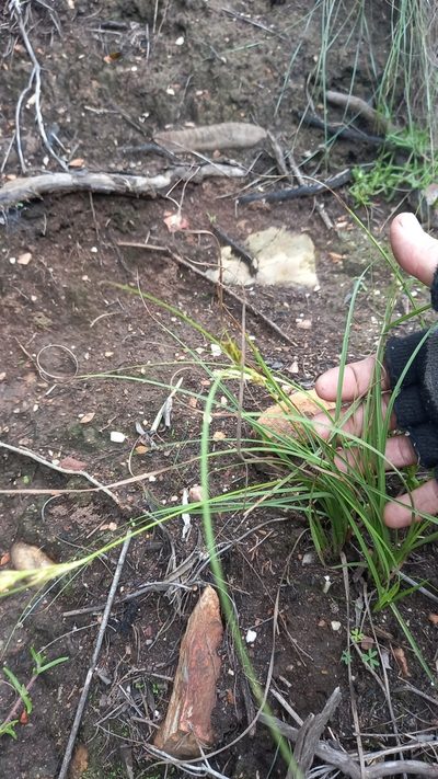 Carex basutorum, photographed by kevin koen