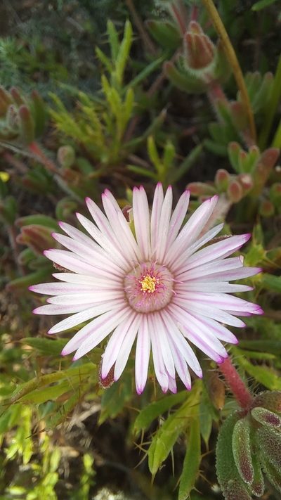 Drosanthemum striatum, photographed by kevin koen