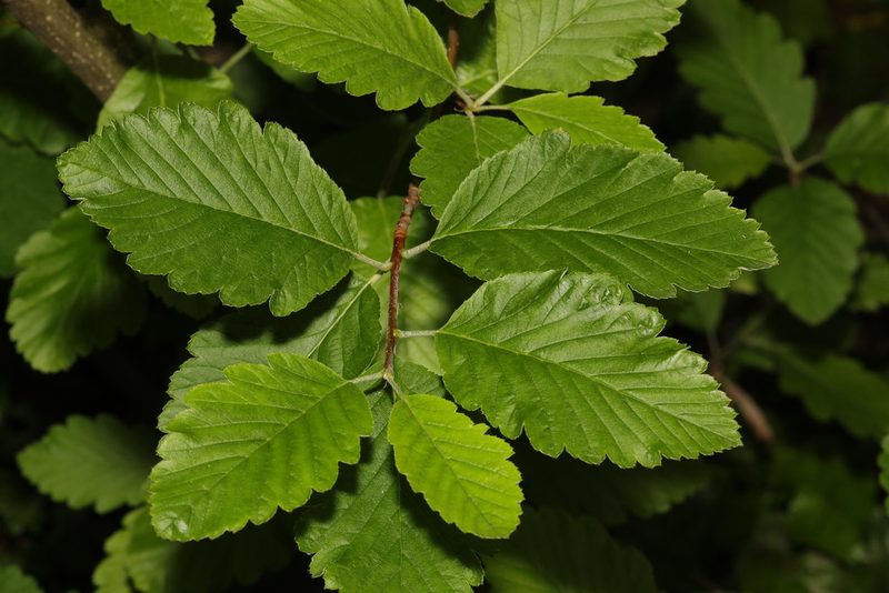Hedlundia mougeotii, photographed by Stephen James McWilliam