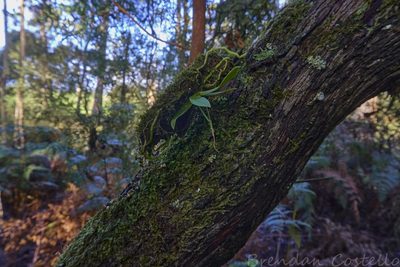 Sarcochilus australis, photographed by Brendan Costello
