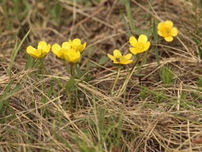 Ranunculus polyrhizos, photographed by Andrew Bazdyrev