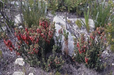 Erica monadelphia, photographed by Tom Lloyd Evans