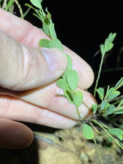 Phyllanthus gunnii, photographed by Greg Tasney