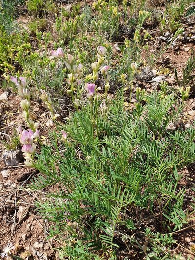 Hedysarum razoumowianum, photographed by Анна Митрошенкова