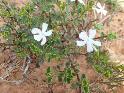 Chascanum cuneifolium, photographed by Peter Warren