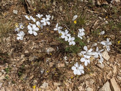 Linum suffruticosum, photographed by Mattia Menchetti