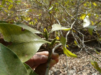 Gardenia resinifera, photographed by Dinesh Valke