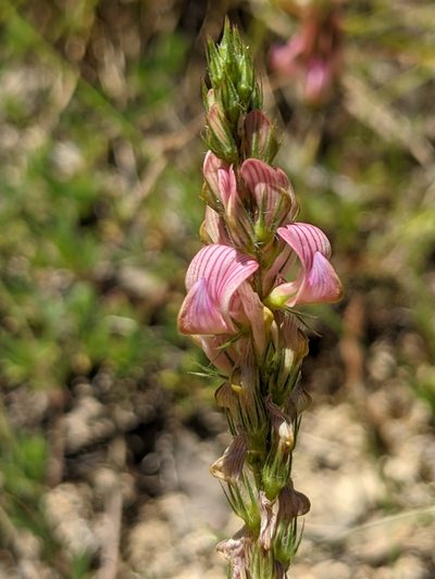 Onobrychis supina, photographed by Denis Bastianelli