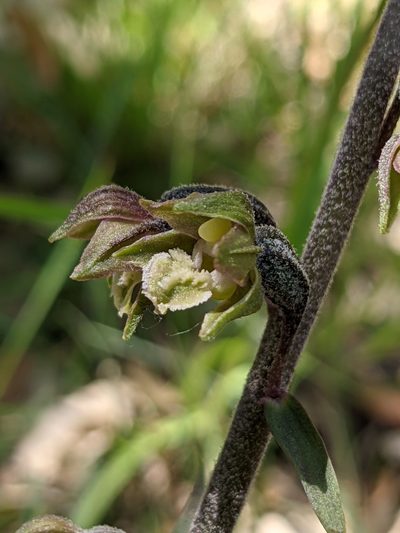Epipactis microphylla, photographed by Denis Bastianelli