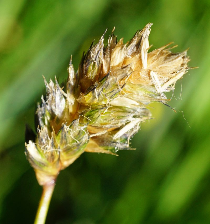 Sesleria uliginosa, photographed by Patrick Hacker