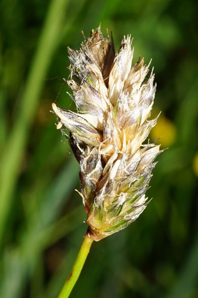 Sesleria uliginosa, photographed by Patrick Hacker