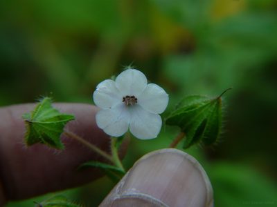 Trichodesma inaequale, photographed by Dinesh Valke