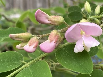 Robinia hispida, photographed by Hill Craddock