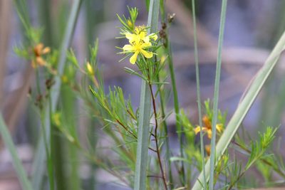Hypericum fasciculatum, photographed by Lauren McLaurin