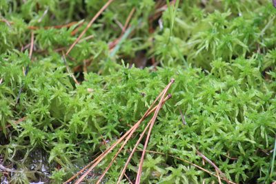 Sphagnum fimbriatum, photographed by Tatiana Strus