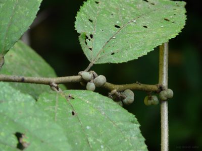 Grewia abutilifolia, photographed by Dinesh Valke