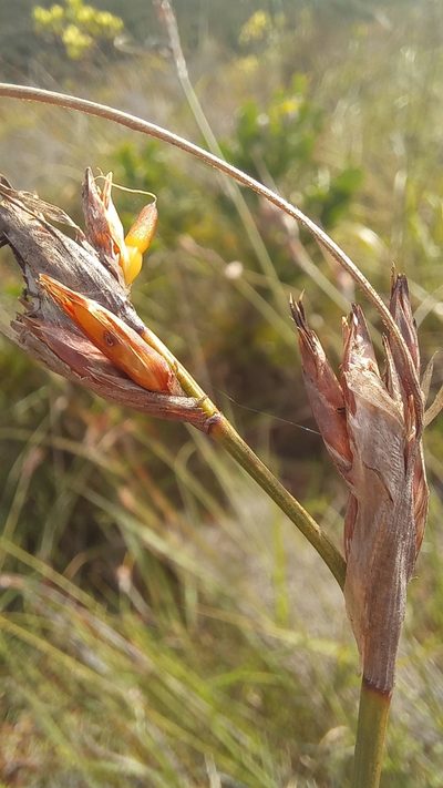 Schoenus megacarpus, photographed by kevin koen