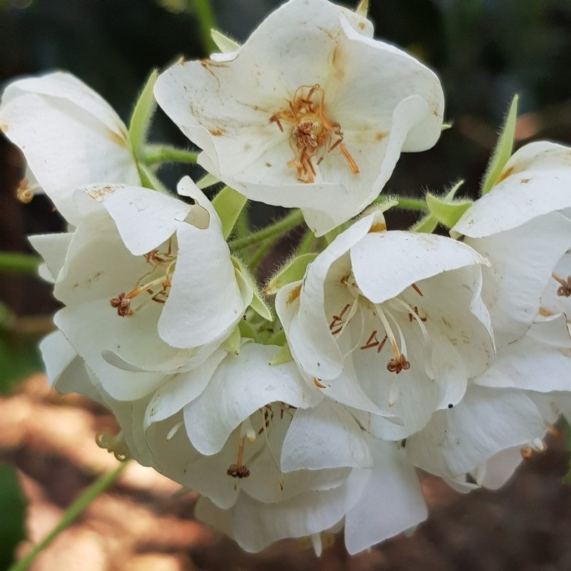 Dombeya burgessiae, photographed by Margaret Burger