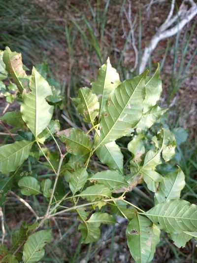 Vitex melicopea, photographed by Tony van Kampen