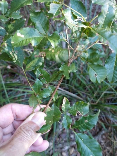 Vitex melicopea, photographed by Tony van Kampen