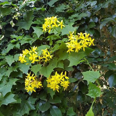 Senecio tamoides, photographed by Margaret Burger