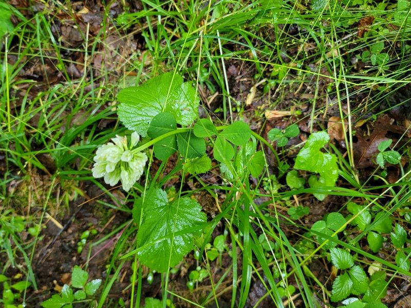 Trifolium stoloniferum, photographed by Elias