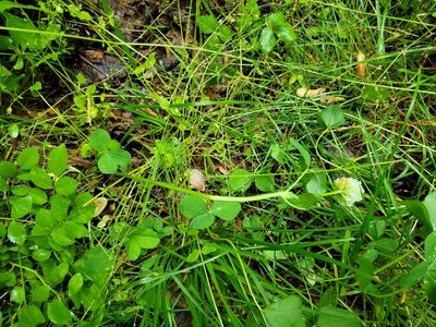 Trifolium stoloniferum, photographed by Elias